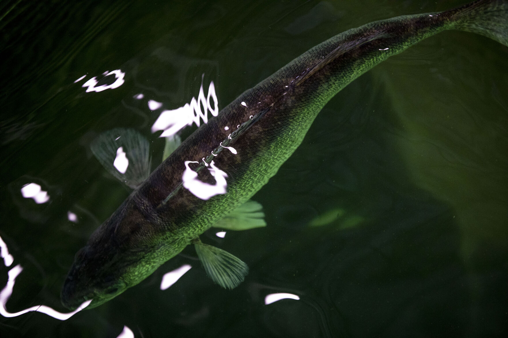 032421-news-spawning 21.jpg